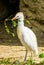 Closeup of a cattle egret holding a branch, Heron collecting branches, Bird breeding season during spring, Seasonal animal