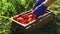 Closeup caucasian female in blue gardening gloves filling wooden box with tomatoes