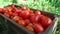 Closeup caucasian female in blue gardening gloves filling wooden container with tomatoes