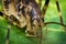 Closeup Cave Cricket