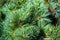 Closeup from Cedar branches with long fluffy needles with a beautiful blurry background. Pinus sibirica, or Siberian pine. Pine