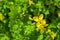 Closeup of Celandine Chelidonium majus plant. Medicinal herbaceous plant Celandine. Shallow depth of field