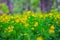 Closeup celandine flowers in a forest