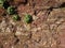 Closeup of Centella Asiatica leaves on an old red granite rock wall texture