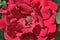Closeup center red rose showing pistil stamen stigma filaments