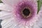 Closeup of the center of a soft pink Gerbera flower in full bloom drenched in water drops from morning dew.