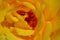 Closeup center yellow rose showing pistil stamen stigma filaments