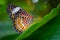 Closeup of a Cethosia biblis, the red lacewing butterfly captured on a green leaf in a garden