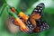 Closeup of a Cethosia biblis (red lacewing) on a flower