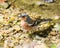 Closeup of a chaffinch bird