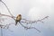 Closeup on a Chaffinch bird, Fringilla Coelebs, sitting on a small twig against a blue sky in the springtime