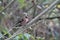 Closeup of a Chaffinch bird perched on a tree branch in a forest in Preston, England