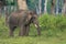 Closeup of Chained elephant in Dubare Elephant Camp, Coorg India