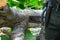 Closeup chainsaw cutting the log by chainsaw machine with sawdust fly around