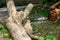 Closeup chainsaw cutting the log by chainsaw machine with sawdust fly around