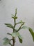 Closeup of Chakotra or Chakkota Young Leaves with branches and thorn in a Plant