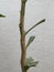 Closeup of Chakotra or Chakkota Young Leaves with branches and thorn in a Plant