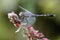 Closeup of a chalky percher on the plant