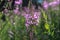 Closeup of Chamaenerion angustifolium, also known as fireweed.