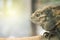 Closeup chameleon cling on the timber on blurred animal cage textured background with copy space