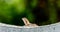 Closeup chameleon or tree lizard on the fence.