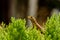 Closeup chameleon or tree lizard on the fence.