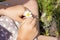 Closeup Chamomile flower in little girl& x27;s hand aat sunny summer day