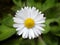 Closeup chamomile white daisy flower