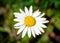 Closeup chamomile white daisy flower, marguerite daisy. Macro flower head shot with green blurry background