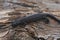 Closeup on the charcoal black Alpine salamander, Salamandra atra in the Austrian Carinthian Alps sitting on wood