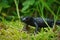 Closeup on the charcoal black Alpine salamander, Salamandra atra peaking though the grass
