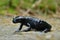 Closeup on the charcoal black Alpine salamander, Salamandra atra sitting on a stone in the Austrian Carinthian Alps