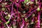 Closeup of chard seedlings or sprouts in a little bowl