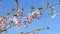 Closeup of charming cherry blossom branches in spring, blue sky background