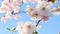 Closeup of charming white cherry blossoms in strong wind, blue sky background