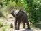 Closeup Cheeky Baby Wild Elephant at Chobe National Park, Botswana, Africa