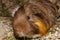 Closeup of a cheeky guinea pic Cavia porcellus.