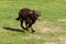 Closeup of a cheerful brown Labrador Retriever running in a park under the sunlight