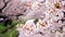 Closeup of cheery blossom branch with pink river covered by petals along the sakura tunnel