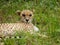 Closeup cheetah eyes stare Africa