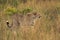 Closeup of a Cheetah in the mid of tall grasses