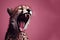 a closeup of a cheetah roaring with its mouth wide open solid pink background. ai generative