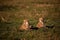 Closeup of cheetahs lying in a meadow in Masai Mara national reserve, Kenya, Africa