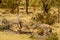 Closeup of cheetahs running in Masai Mara national reserve, Kenya, Africa