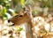 Closeup of Cheetal deer eating dry leaves