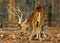 Closeup of Cheetal deer, Pench tiger reserve