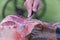 Closeup of a chef cutting raw Portuguese presunto with a knife