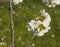 Closeup of cherry blossom branch blooming over springtime - outdoor serenity