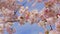 Closeup of cherry blossom branches blooming in spring, bees pollinating flowers, blue background