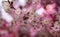 Closeup of cherry blossom flower on bokeh background